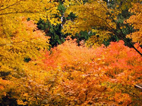 Seattle Fall Colors By Mandatum374 On Deviantart