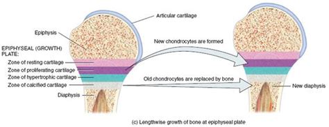Label the parts of a long bone. Bone Growth: Elongation of the bone is due to the epiphyseal plate. Epiphyseal plates can be ...