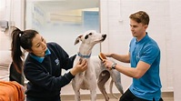 Battersea Dogs’ Home celebrates 150th anniversary – South London News