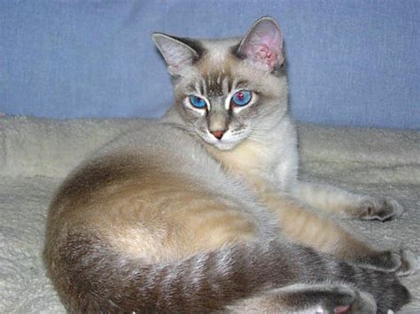 Snow Tiger Siamese Tabby Point Siamese Siamese Cats Facts Siamese