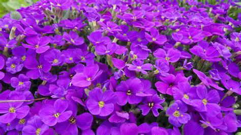 Free Images Blossom Purple Petal Bloom Spring Close Flora
