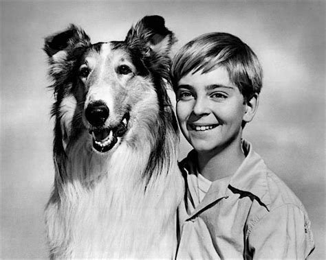 Lassie Serie Tv Di Grande Successo Qui Curiosità Video E Foto Originali