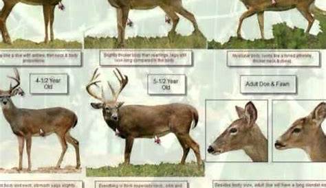 whitetail deer antler growth chart by month