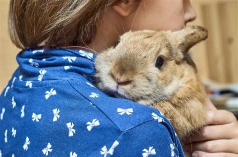 Small Rabbit Breeds To Cuddle Simplyrabbits Rabbit Care