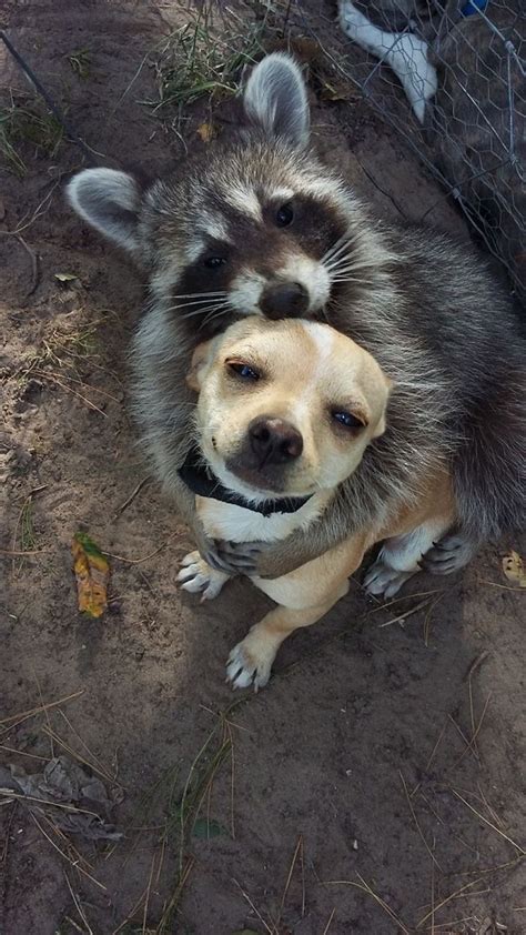 These Adorable 30 Animal Friendships Will Make Your Day Funny Animals