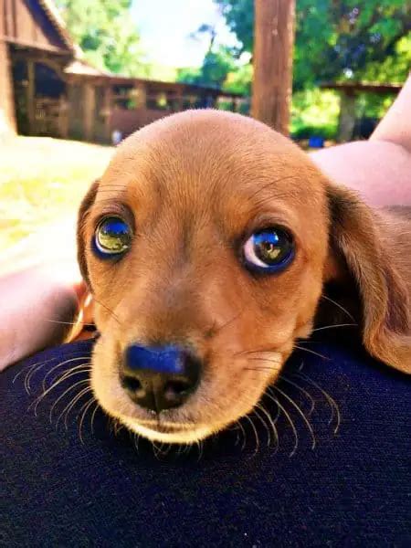 Are Dachshunds Prone To Developing Eye Problems Dachshund Central