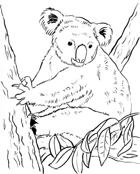 Koala Bear Coloring Page Art Starts