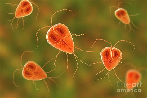 Giardia Lamblia Parasites By Kateryna Kon Science Photo Library Lupon Gov Ph