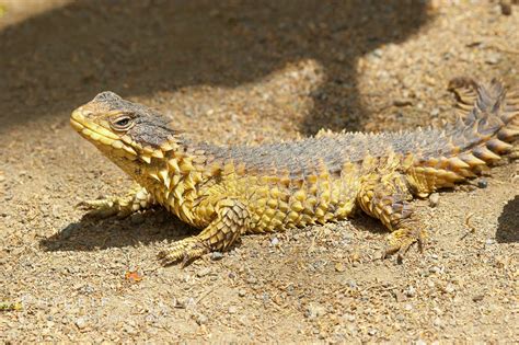 Sungazer Lizard Cordylus Giganteus 12555