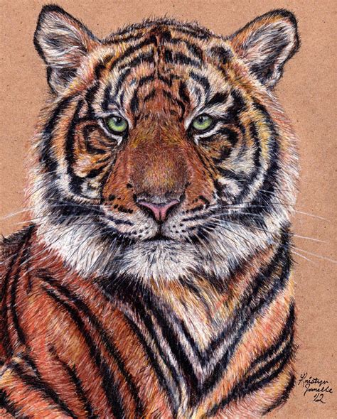 Tiger Pencil Drawing By Atomiccircus On Deviantart Realistic Animal Images