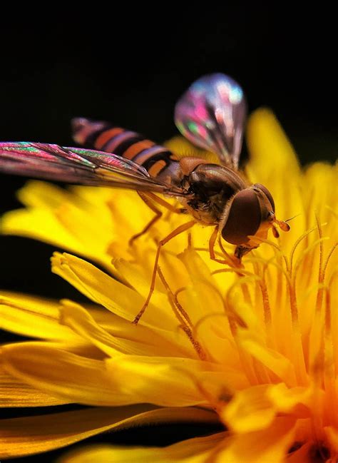 8 Secrets For Incredible Insect Macro Photography On Iphone Macro