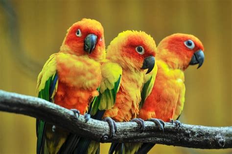 140 Good Parrot Names In 2024 Were All About Pets