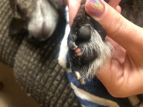 What Is This Red Bump On My Dogs Paw Petcoach