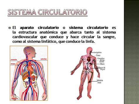 Funciones Y Componentes Del Sistema Circulatorio Sistema Circulatorio