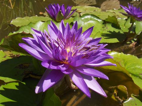 How To Winterize Waterlilies Diy