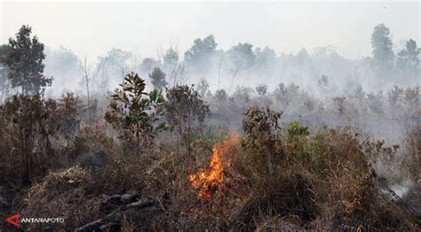 Penghentian pembakaran hutan dan lahan gambut. Dampak Serta Kerugian yang Diakibatkan Pembakaran Hutan ...