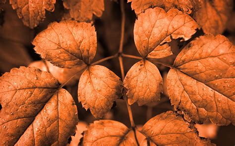Download Wallpaper 3840x2400 Leaves Drops Autumn Brown Macro 4k