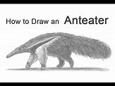 How to Draw a Giant Anteater - YouTube