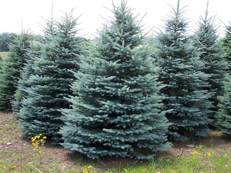 Baby Blue Spruce Is A Perfect Cone Shaped Dwarf Conifer Displaying