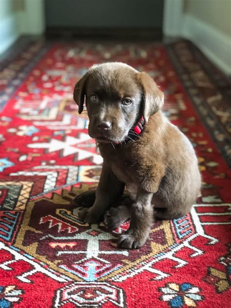 The sire and dam to this beautiful litter of puppies in willis and lou and this litter consists of 3 girls and 2 boys. Chocolate lab puppy love | Chocolate lab puppies, Lab ...