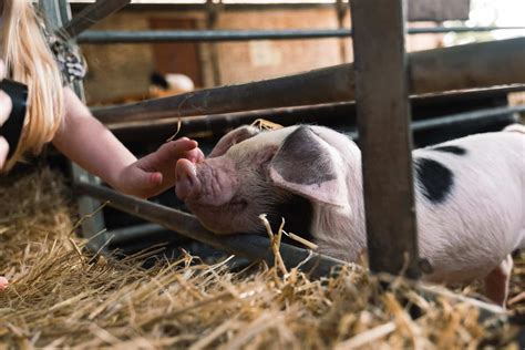 10 Petting Zoos In Arkansas