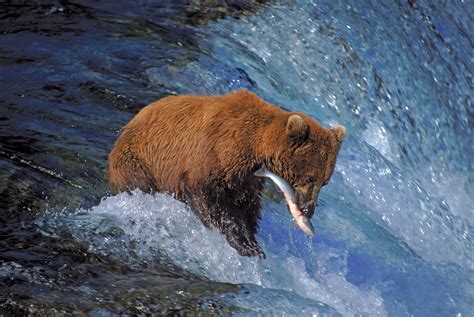 Katmai National Park And Preserve National Park Alaska