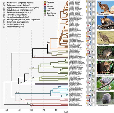 Time Calibrated Phylogeny For The 86 Species Of Diprotodontid