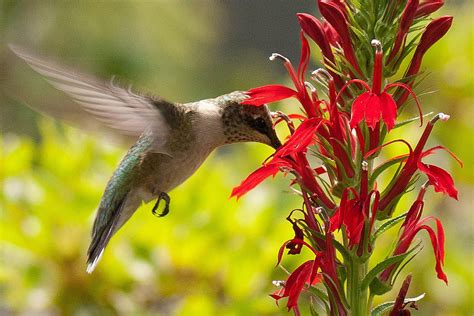 Top 10 red flowers for hummingbirds | birds & blooms. Attract Hummingbirds With These Flowers