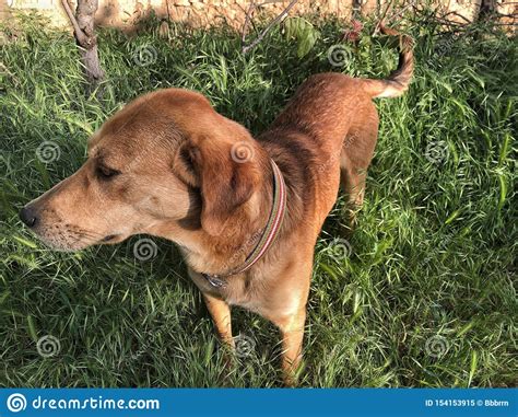 A Brown Dog On Grass At A Park Stock Image Image Of Canine Doggy