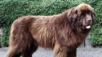 Newfoundland Dog Breed Information & Pictures - CyberPet