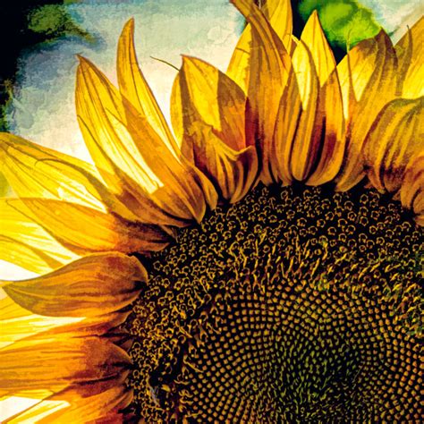 All About Sunflowers Photography Art Pam Phillips Photography