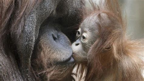 Motherly Instincts Baby Animals And Their Moms Animals Kissing