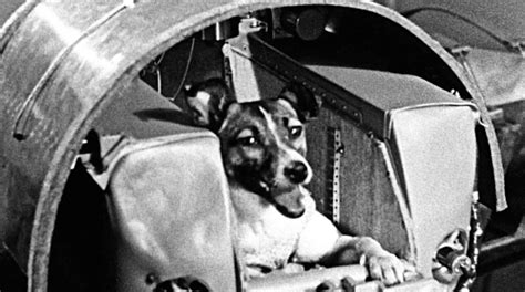 ¿qué Ocurrió Con Los Restos De Laika La Perra Enviada Al Espacio El