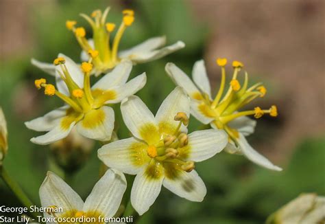 Plant Of The Month Star Lily