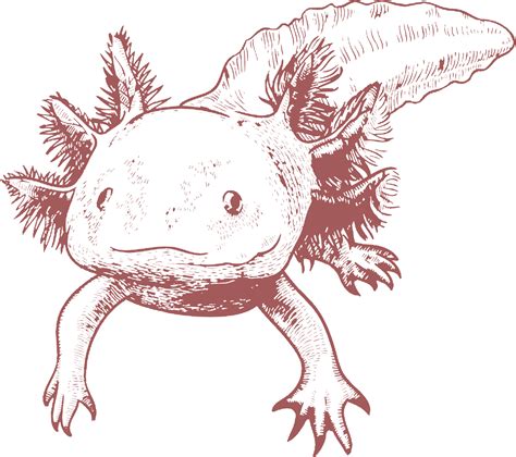 Axolotl Png Images Transparent Free Download Pngmart