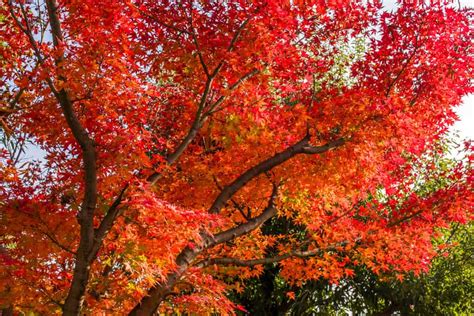 Japanese Maple Tree Care Au