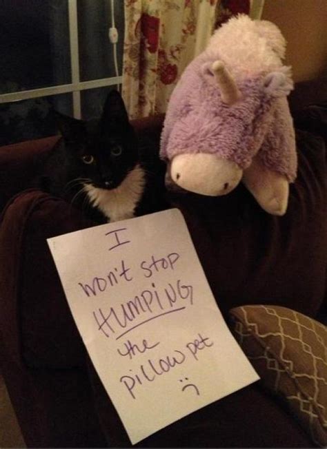 Ten Of The Funniest Examples Of Cat Shaming Youll Ever See