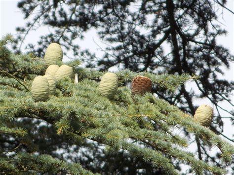 Cedar Of Lebanon Cedrus Libani British Nature Guide