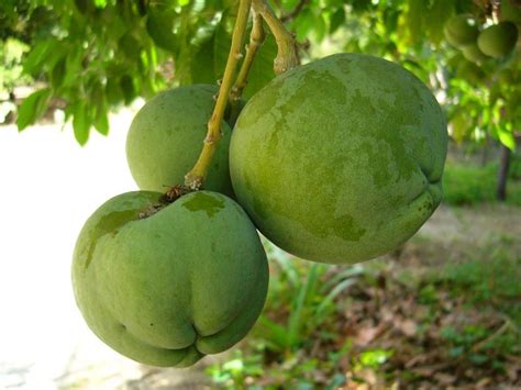 Onda Catracha Frutas Tropicales De Honduras