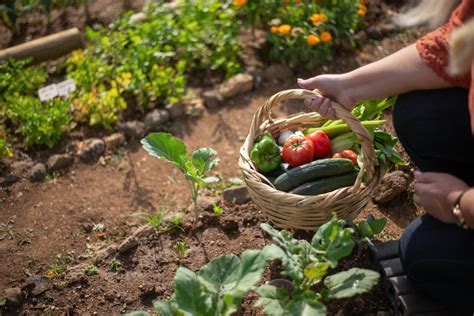 Créer son potager Guide complet pour cultiver un jardin productif à