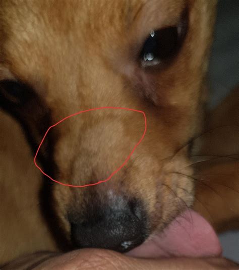 Why Does My Dog Have A Bump On Her Nose