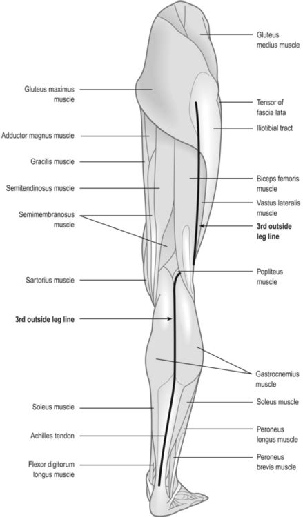 Deigram Of Outside Leg Muscles Leg Definition Bones Muscles Facts Britannica The Muscles Of