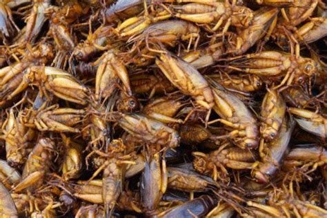 7 Insectos Que No Sabías Que Eran Comestibles Sabrosía