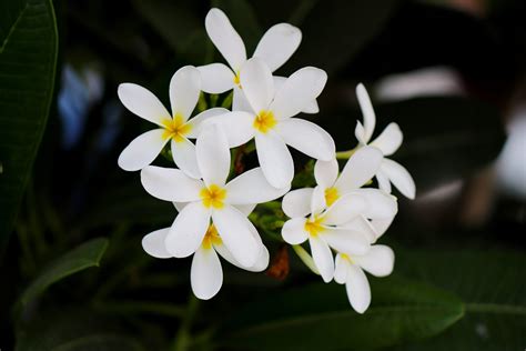 Jasmine Best Growing Tips And Care Guide For Your House Plant Plants