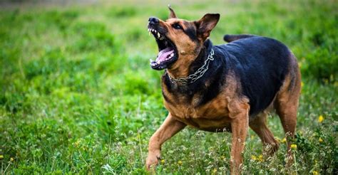 11 Best Dog Breeds For Protection