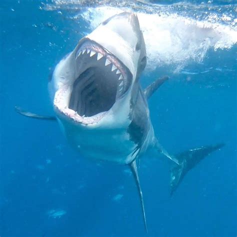 Scary Shark Shark Pictures White Sharks Shark Fishing