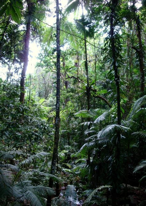 Among the world's largest rainforest biomes include Quia - Biomes