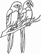Parrot Coloring Macaw Flying Parrots Drawing Realistic Couple Printable Pencil Bird Scarlet Macaws Getcolorings Getdrawings Clipart Colornimbus sketch template