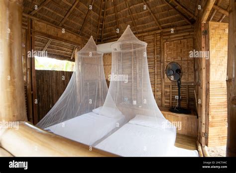 Mosquito Nets Hanging Over The Beds And A Fan In A Wooden Bungalow