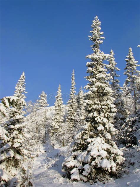 Snow Covered Pine Trees In Mountains Stock Photo Image Of Sport